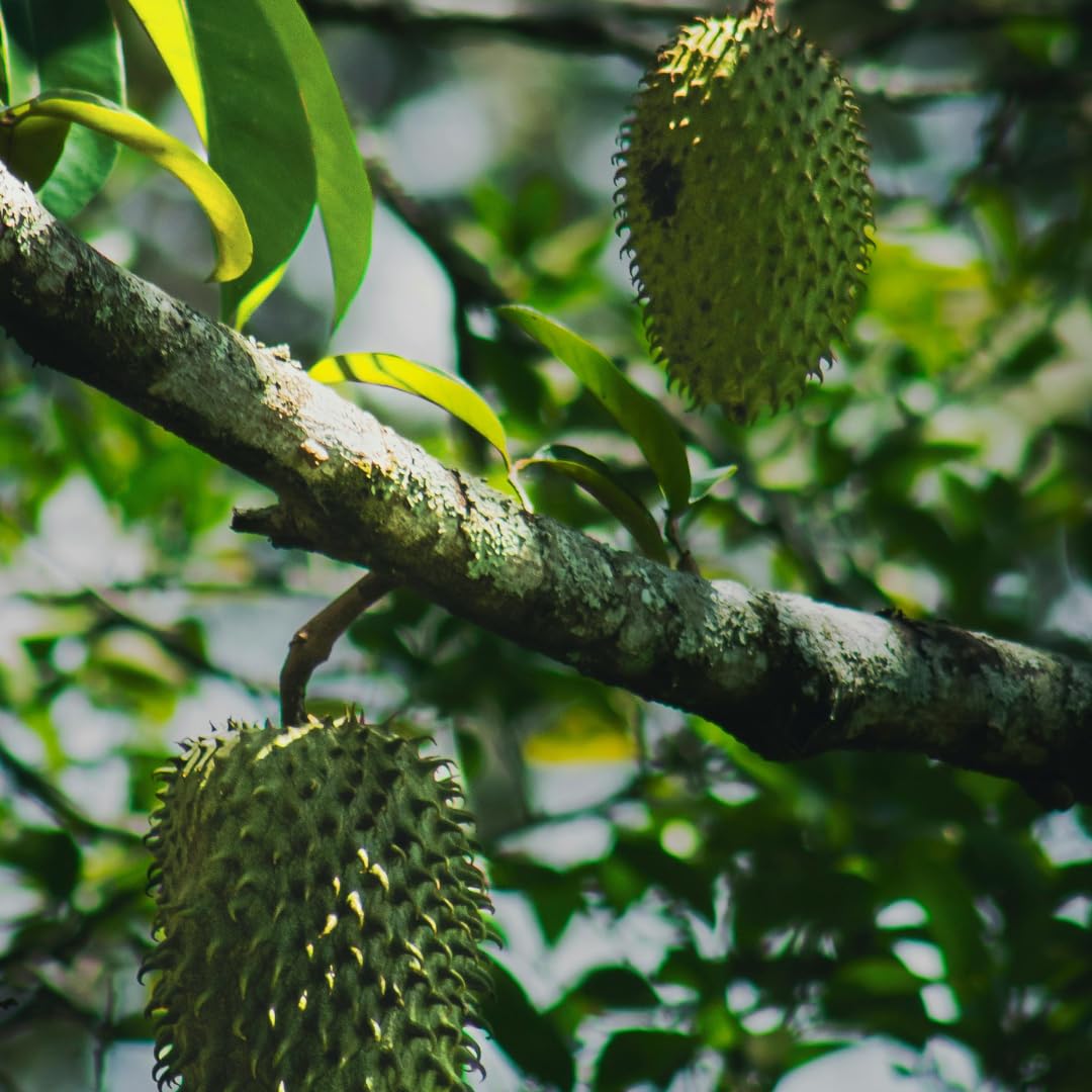 Live Grafted Soursop Tree, Guanabana Fruit Tree, 3 Ft Tall in 3 Gallon Pot, Sweet Tropical Fruit, Ready to Grow