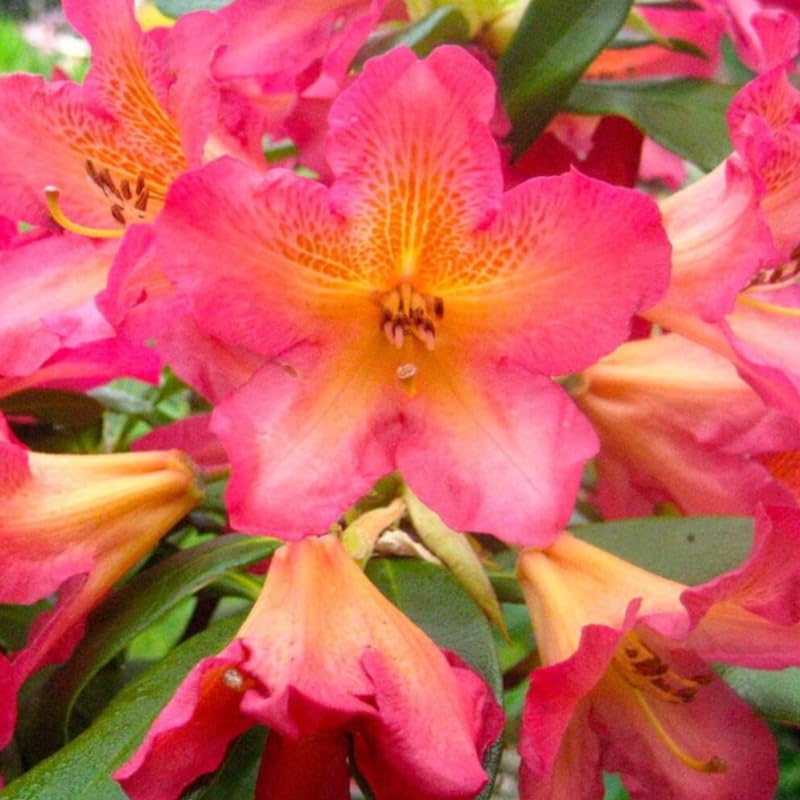 Reddish-Orange Golden in Center Color Rhododendron Live Plant Shrubs for Outdoor Planting, Azalea Bushes Ready to Plant, Fragrant Rhododendron Plant Live