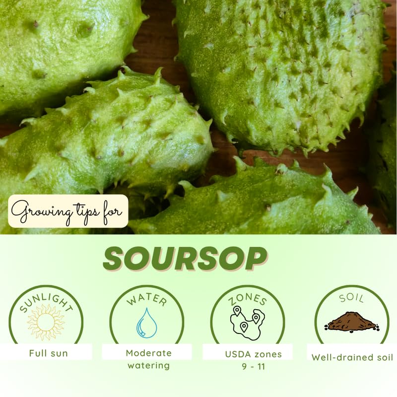Live Soursop Tree Plant, Guanabana Soursop Tree, Hardy Tropical Plant, 2-3' in Height in 3 Gallon Pot for Growing, No Ship to CA