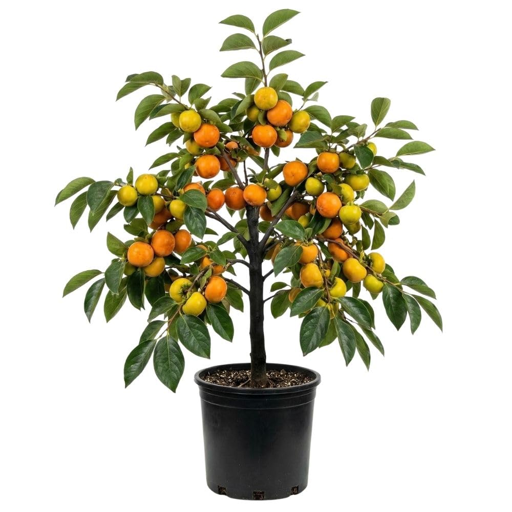 Sweet Persimmon Tree Live Plant 3-4 Feet Tall, Persimmon Fruit Plants Live 3 Gallon Pot, Well Rooted Perennial Fruit Tree, No Ship to CA