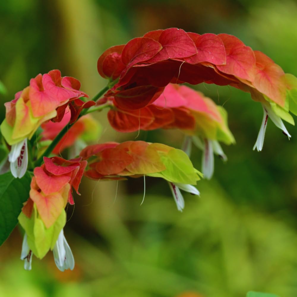 3 Live Shrimp Plants Live, Red Shrimp Plants Outdoors from 5 to 8 Inches Long