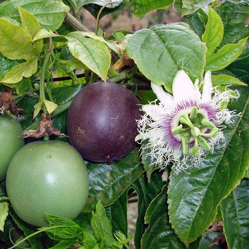 Purple White Passion Flower Plant Live, Passiflora Vine for Garden, 4-8" Tall, Hardy Flowering Vine for Garden or Trellis