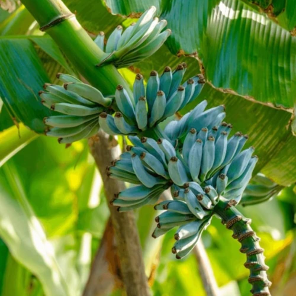 2 Ice Cream Banana Plants Live, Banana Fruit Tree Starter, Indoor Outdoor Planting, 4-6 Inches Tall