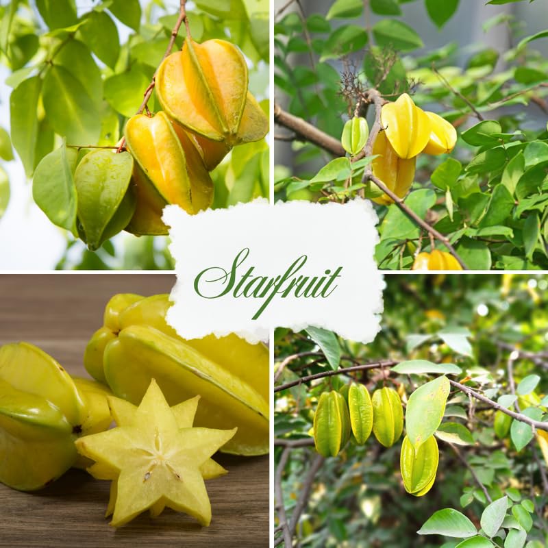 Starfruit Tree Live Plant, Starfruit Fruit Plant Live for Planting, 2-3 Feet Tall in 3 Gallon Pot, No Ship to CA