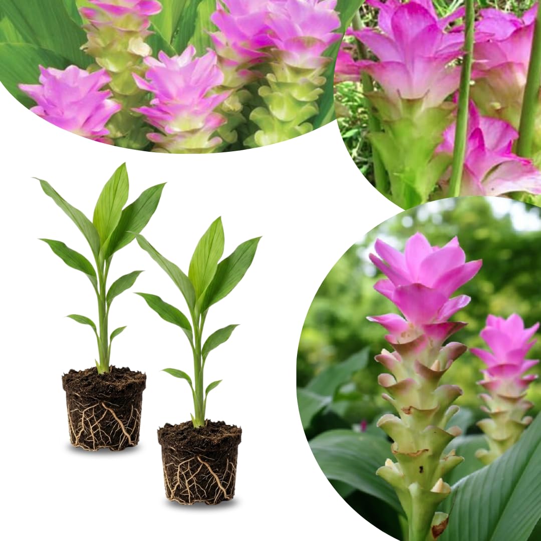 Ginger Curcuma Live Plant for Outdoor Planting, Very Hardy, Herbs Plants Perennial for Zones 8 to 11, Size 5-9" in Tall, No Pot, Bright Yellow Color
