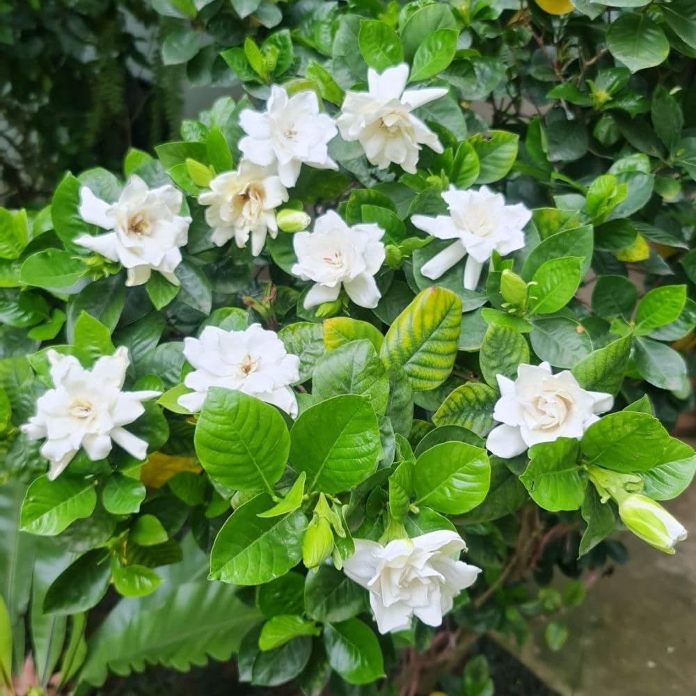 Grand Duke of Tuscany Jasmine Plant 3 Gallon Pot, 2-3ft Tall, Fragant Arabian Jasmine Tree for Garden, No Ship to CA
