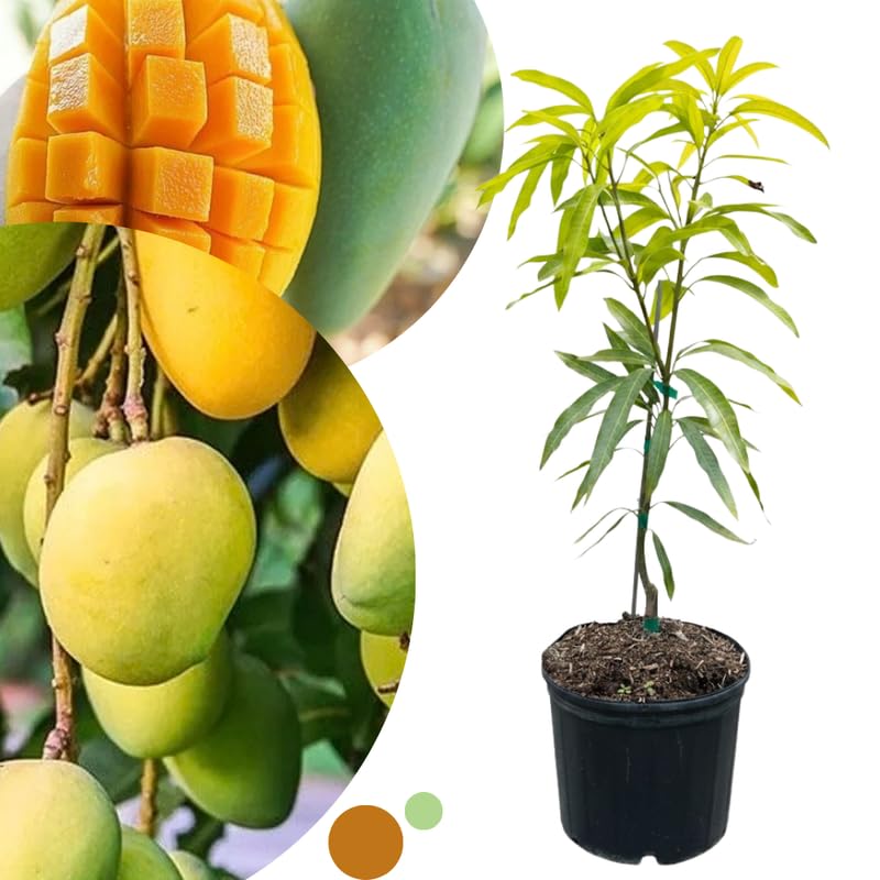 Cream Mango Tree Live Plant for Planting, Grafted Mango Plant in 3 Gallon Pot, Fast Growing Tropical Fruit Tree Seedlings