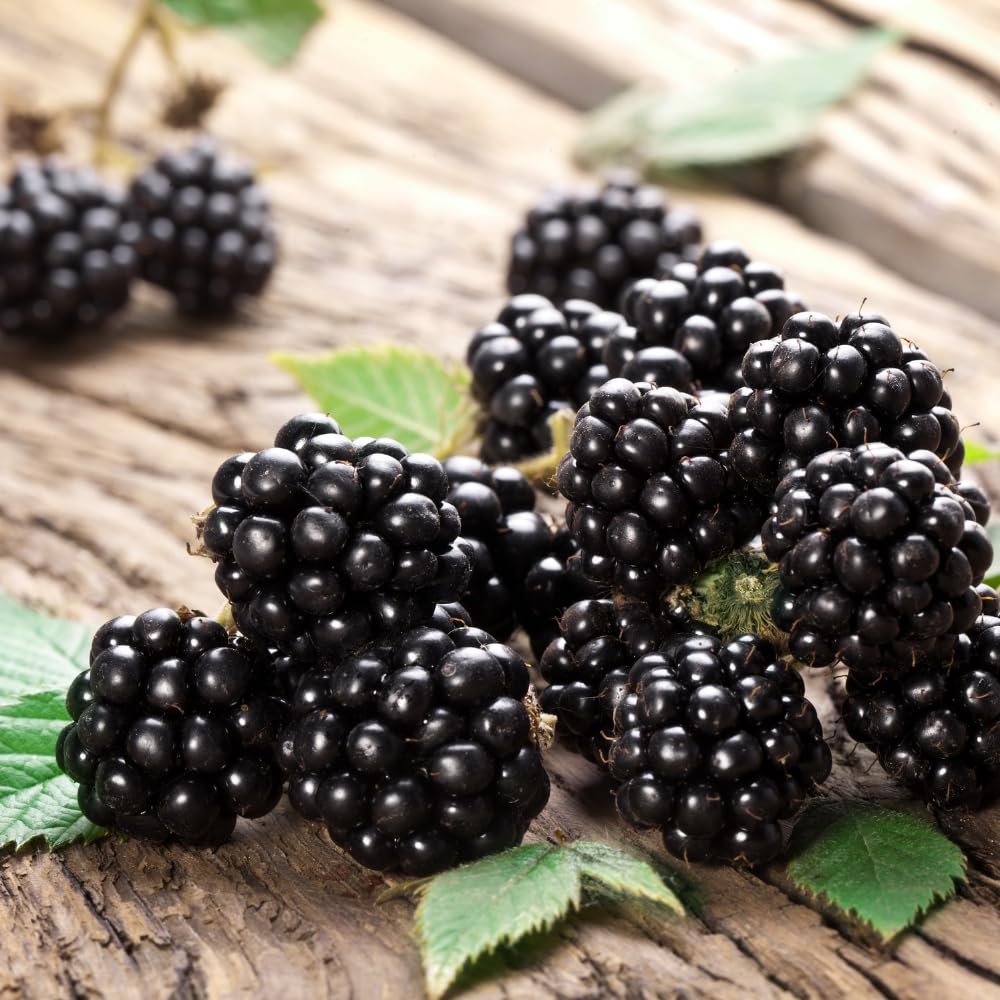2 BlackBerry Bushes Live Plant, Sweet, Thornless, High Yielding Berries for Outdoor Planting, Fully Rooted 4-7 Inches (Triple Crown)