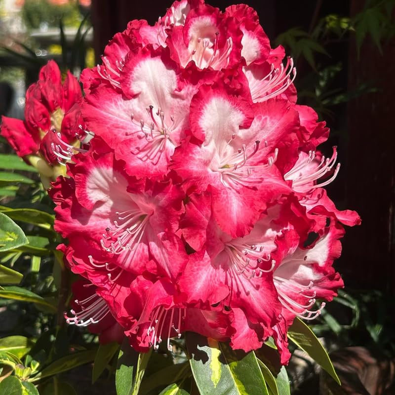 1-2Yrs Old Rhododendron Plants Live in Pot, Rhododendron Azale Bush Shrub Tree Plant, Red and White Blooms
