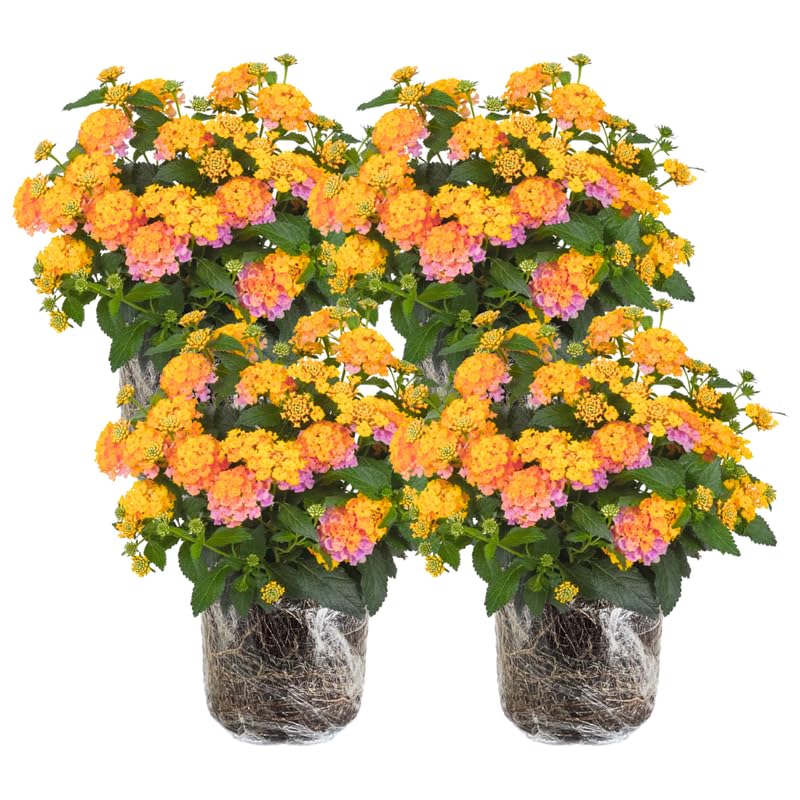 4 Lantana Plants Live, Pink Yellow Lantana Live Plant from 4 Inches Tall, Hardy Annual Flower Plant Indoor Outdoor