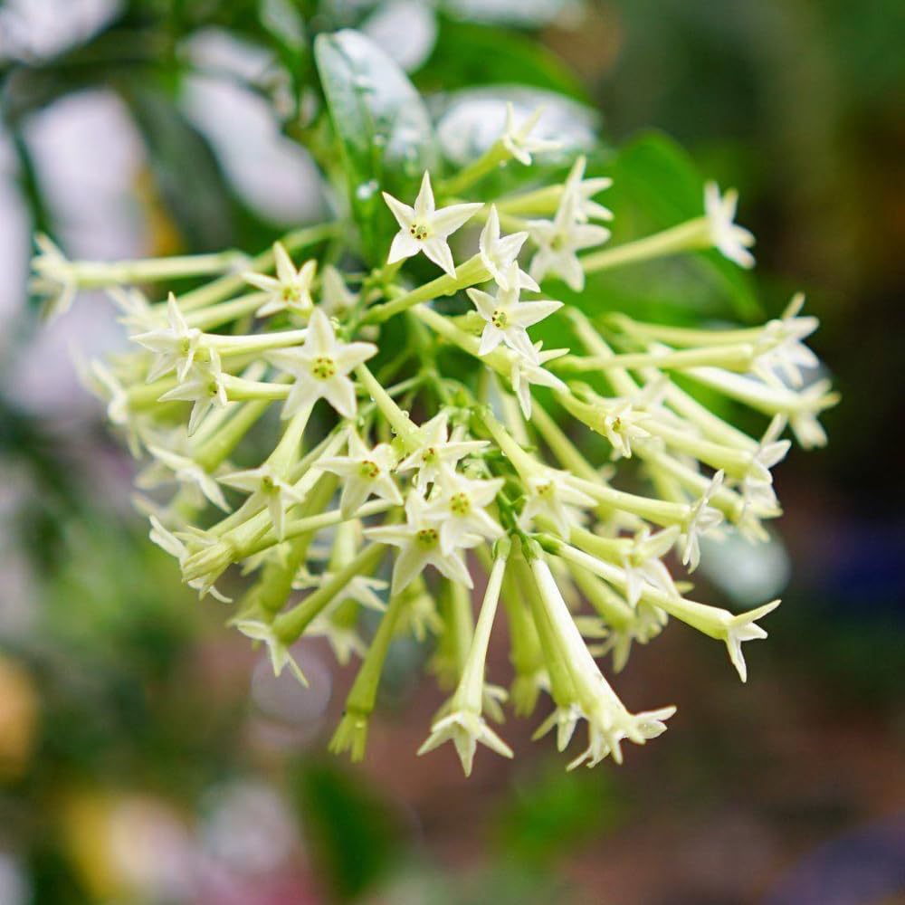 Set of 3 Night Blooming Jasmine Plants Live, 4-6" Tall, Fragrant Flowering Shrub