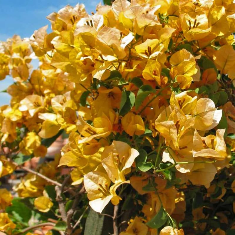 3 Gold Bougainvillea Plants Live, 4-8” Tall Well-Rooted Bougainvillea Vine Flower Plants, Tropical Climbing Plants, No Pot
