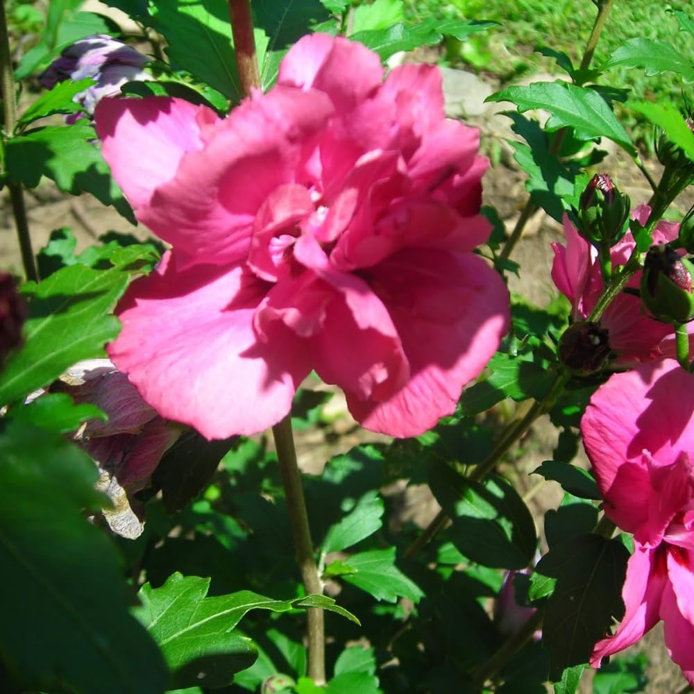 Set of 2 Althea Rose of Sharon Seedlings, Bareroots 1-2 Feet Tall Hardy Flowering Shrubs for Outdoor Planting (Red)