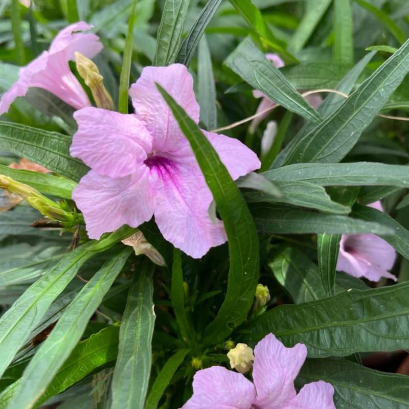 6 Dwarf Pink Mexican Petunia Plants Live, 4-7 Inches Tall, Hardy Perennial Flowers