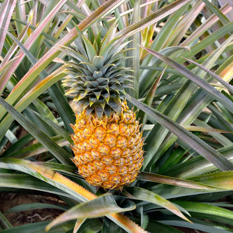 Pineapple Plant Live - 1 Ft Tall in 1 Gallon Pot, Tropical Pineapple Fruit Plant for Indoor and Outdoor Garden, Patio Growing, No Ship to CA