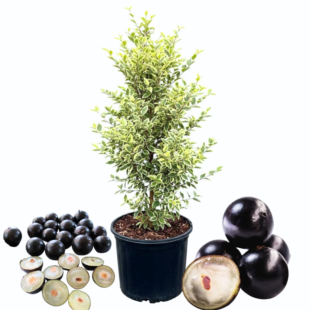 Jaboticaba Fruit Tree, 1-2 Feet Tall in 3 Gallon Container for Home Orchard or Tropical Garden, No Shipping to CA