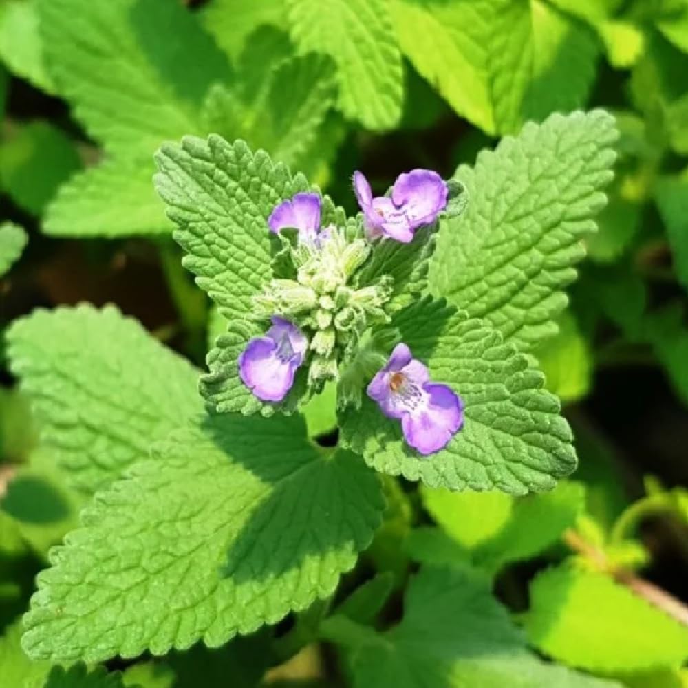 Pack 3 Catnip Plants Live, 4-7" Tall, Catnip Mint Plants Herbs Well-Rooted for Planting Indoor Outdoor Home Garden