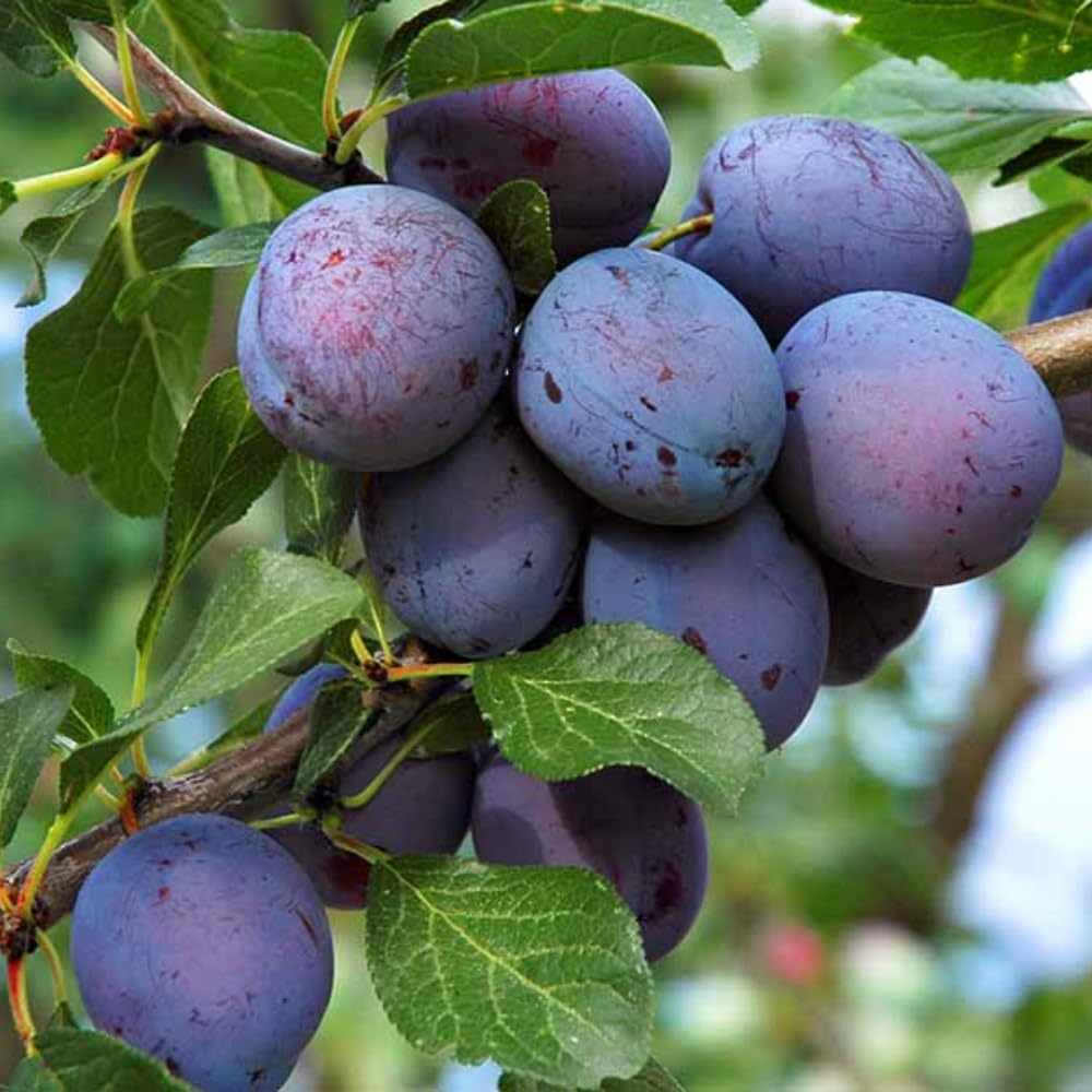 Purple Plum Tree, 3-4 Ft Tall Sweet Plum Trees Live Plants, Cold Hardy Fruit Tree Plant, Bareroot, Dormant