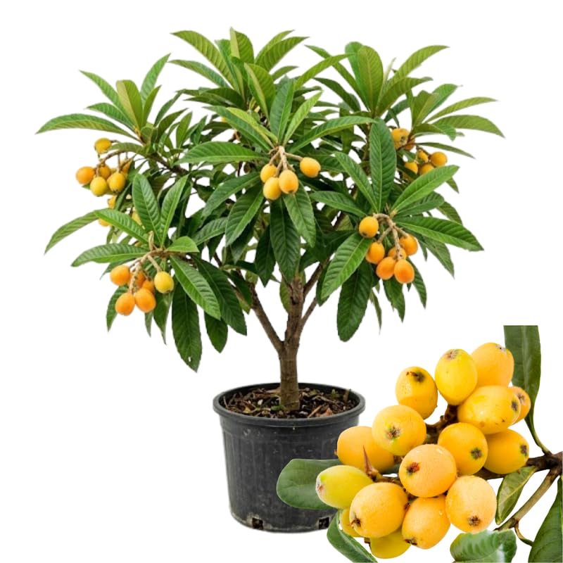 Live Loquat Tree from 1 to 2 Feet Height, Loquat Plant Live in 3 Gallon Pot, Yellow Fruit Seedling, Ready for Planting, No Ship to CA