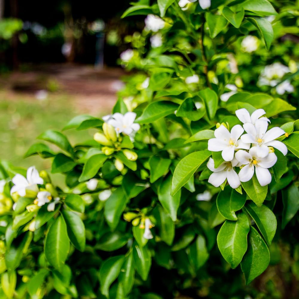 Orange Jasmine Plant Live, Fragrant Jasmine Flower Shrub Plant 3 Feet Tall, No Ship to CA