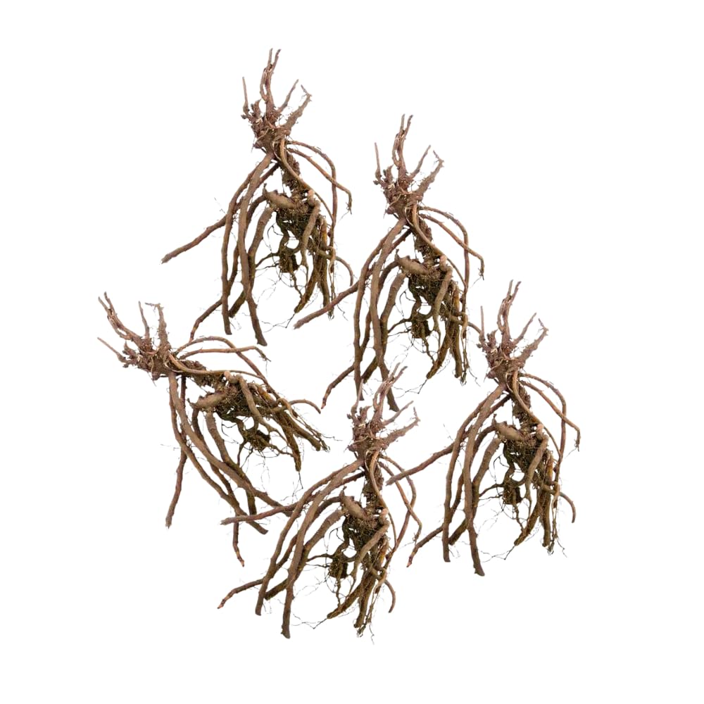 5 Wild Geranium Roots, Hardy Perennial Ground Cover, Live Flower Roots for Gardening