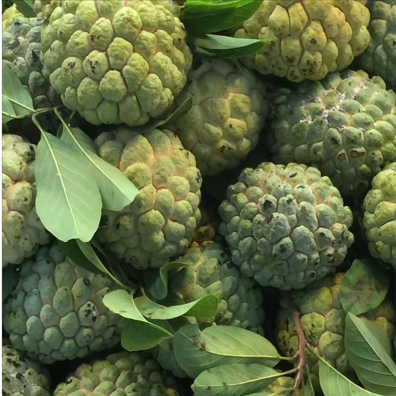 Green Sugar Apple Live Plant 1 Gallon Pot, Custard Apple Tree, Sweetsop Plant for Growing, 24-30" Tall, No Ship to CA