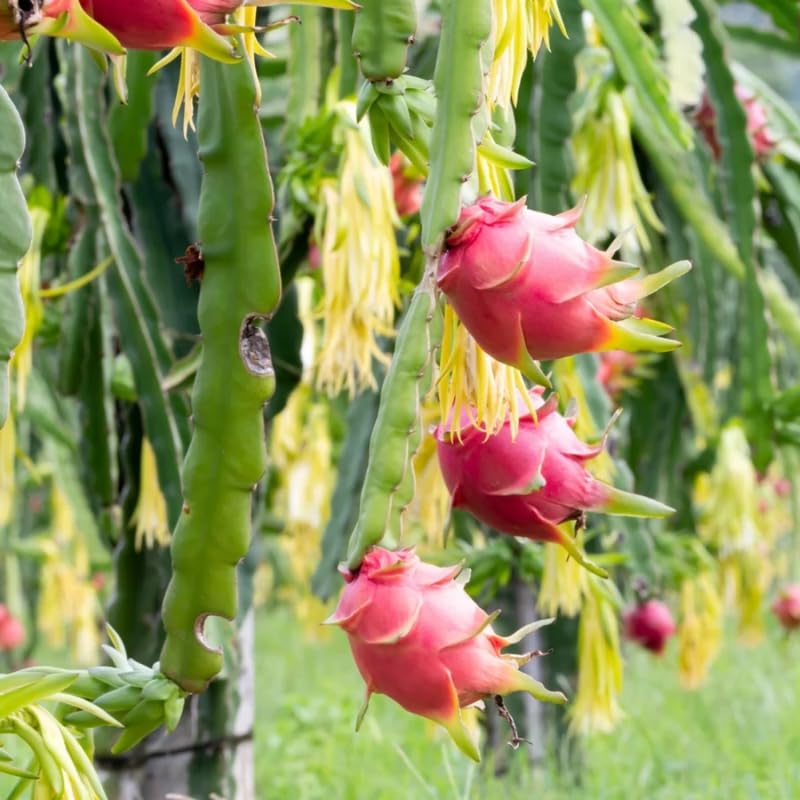 Red Dragon Fruit Tree Live Plant, Fully Rooted in Quart Pot, 12" Tall, Fast Growing Tropical Fruit Cactus