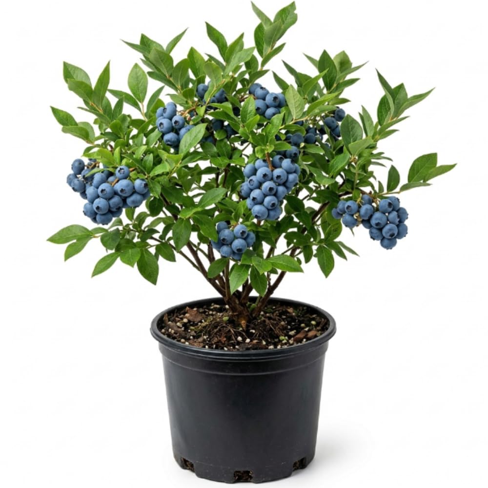 Live Blueberry Bushes, Hardy Early-Mid Season Blueberry Bush for Garden, 1-2 Ft Tall Plant in 1 Gallon Pot for Gardening, No Ship to CA