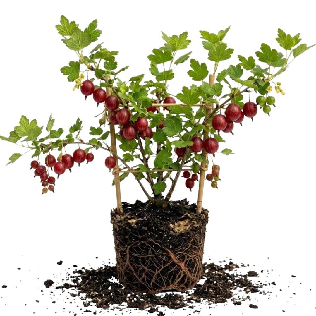 Red Gooseberry Live Plant, Berry Plant, 5-7 Inch Tall