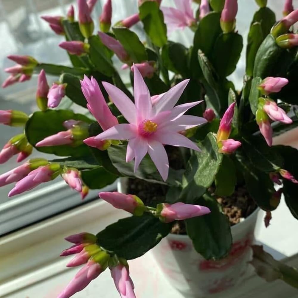 Pink Easter Cactus Live Plants, Spring Cactus 4-6 Inch, Houseplant Indoor Planting