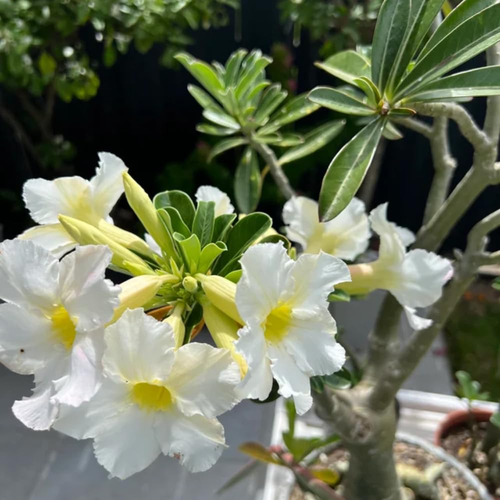 Adenium Desert Rose Plant, Starter Desert Rose for Planting Indoor Outdoor, 4-6 Inches, Flowering Succulent Seedling (White Blooms)