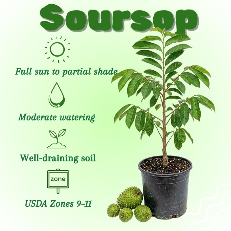 Soursop Tree, Soursop Live Plant, Sweet Fruit Tree Live Plant, 24 to 30 Inches Tall in 1 Gallon Pot for Growing, No Ship to CA