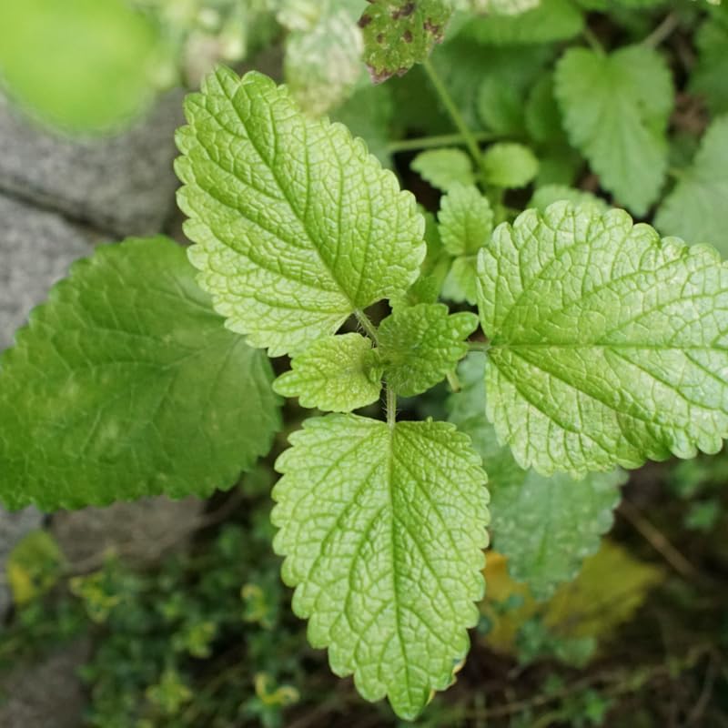 Set 4 Lemon Balm Herb Plants, Well Rooted 4-7'' Tall, Garden and Patio Herb, Indoor Outdoor Growing