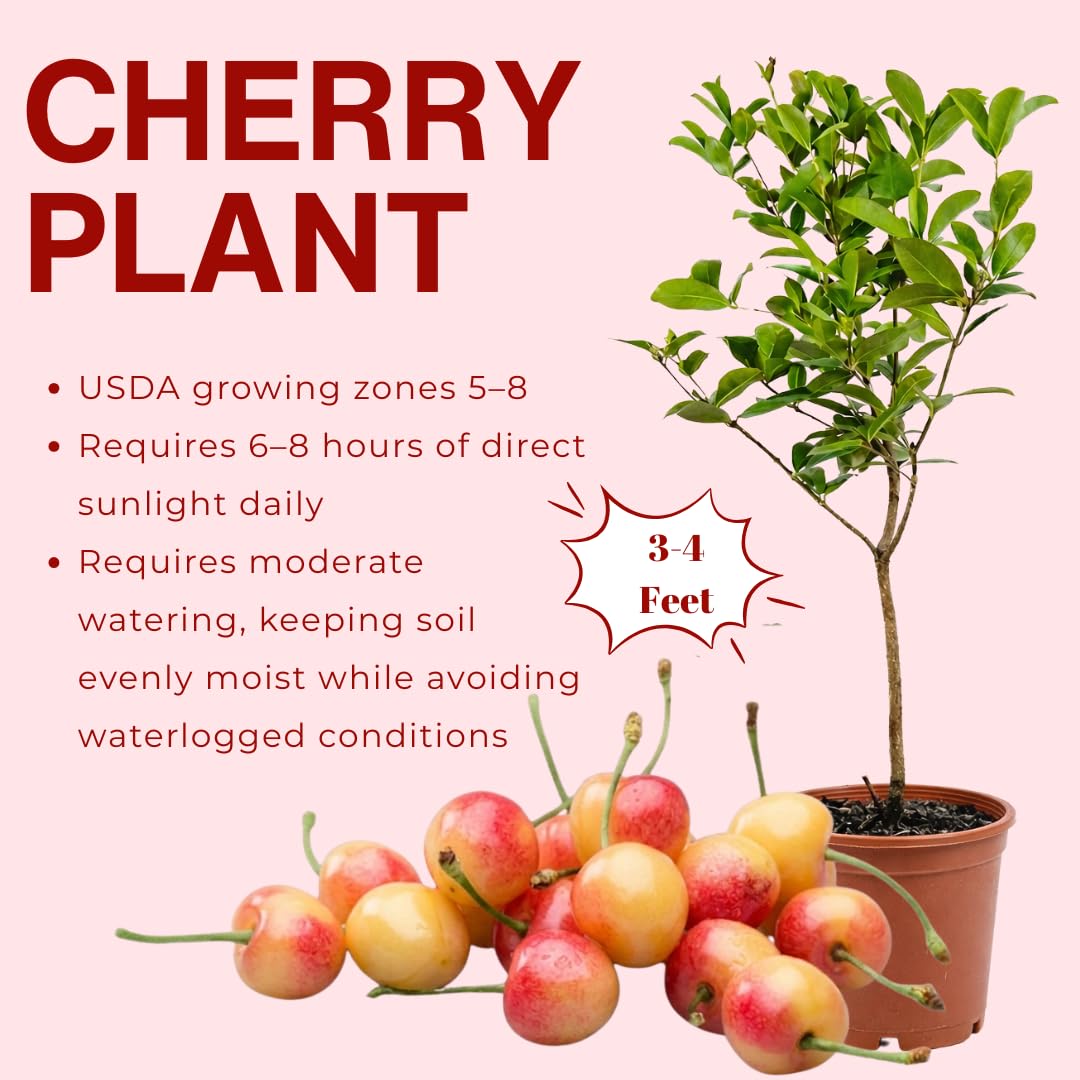 Cherry Tree Live Plant, Sweet Cherry Fruit Tree, Cold Hardy Outdoor Garden Tree, 3–4 Feet Tall in 3 Gallon Pot, Ready to Grow, No Ship to CA (Rainier Cherry)
