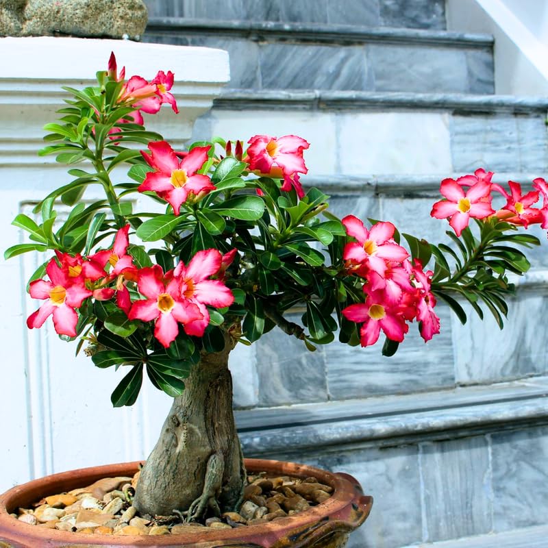 Pink Desert Rose Plant Live, Adenium Obesum Desert Rose Succulent Live Plant, 4-8 Inches Tall, Flowering Cactus