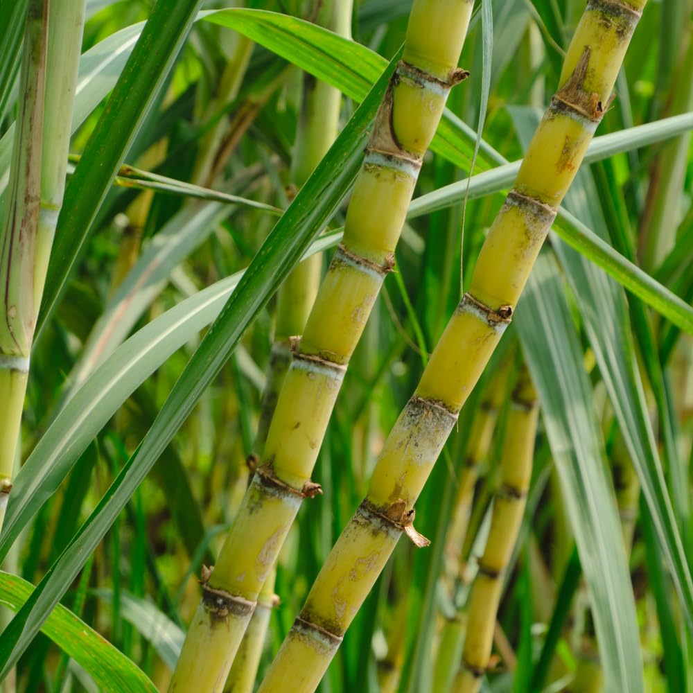 Green Sugarcane Plant in 3 Gallon Pot, 3-4 Sugar Cane Plants Potted, 1 Ft Fast Growing Tropical Starter Plants for Indoor and Outdoor Gardening, No Ship to CA