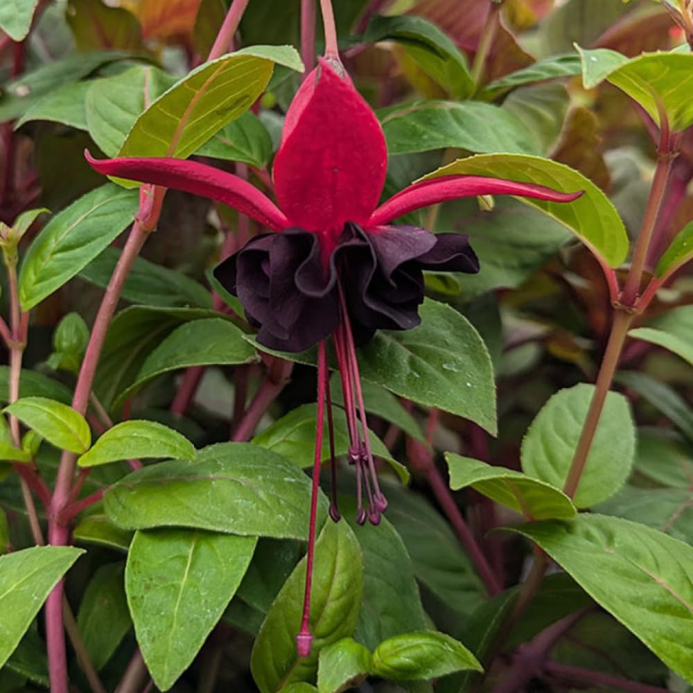Black Red Fuchsia Plant Live, Fuchsia Flower Plant, Indoor Outdoor Garden Planting, 2-4 Inches Tall