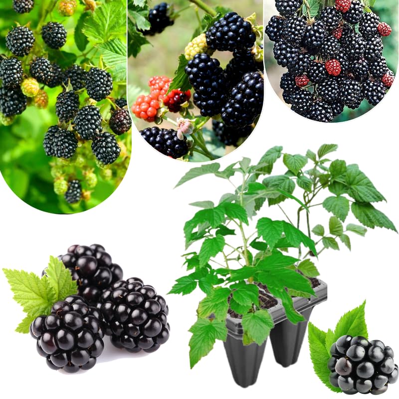 Pack 2 BlackBerry Plants Live, 4-8 Inch Tall, Rare Blackberries Fully Rooted High Yield Berry Plants for Outdoor Planting