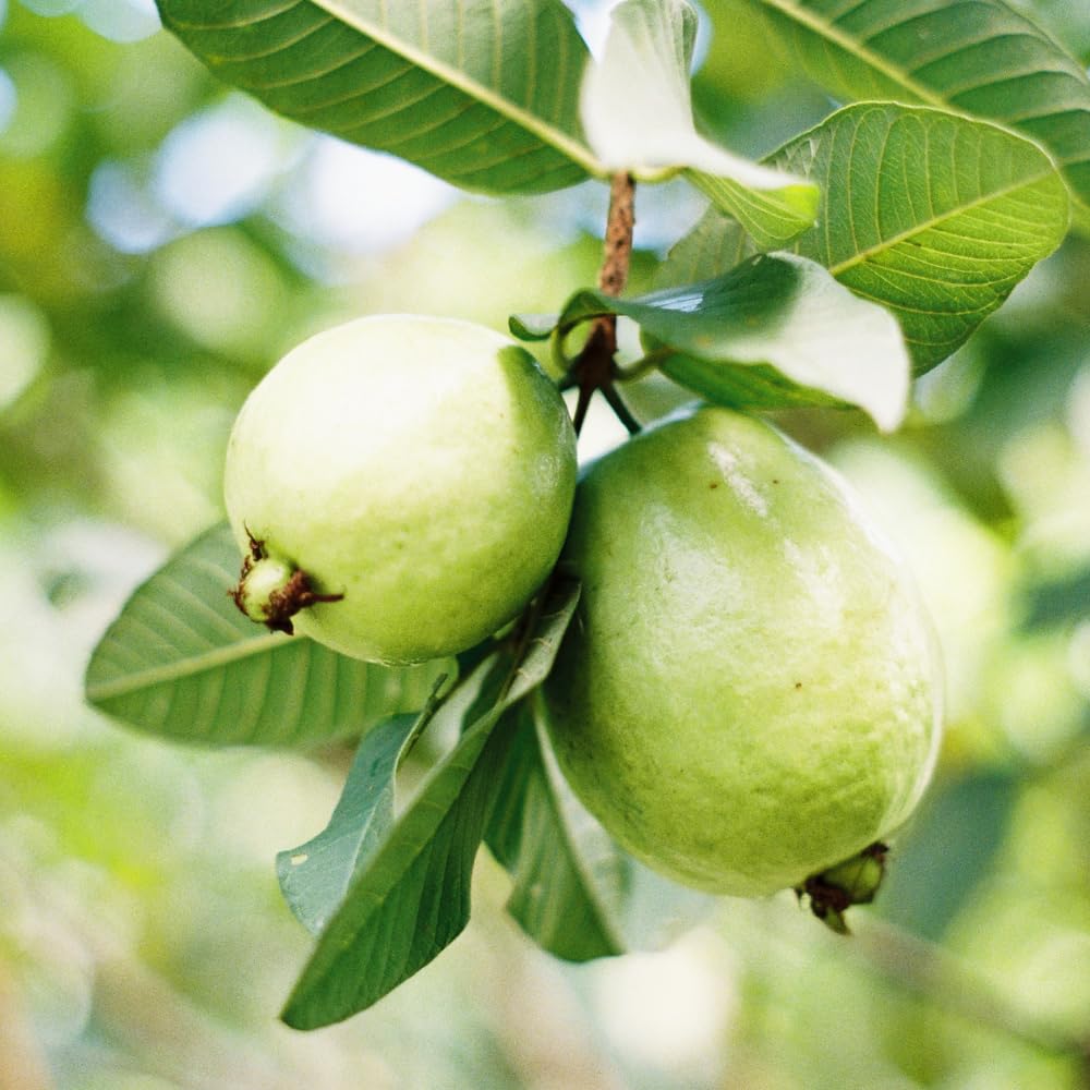 Pink Guava Tree Live Plant, Guava Plants Live for Planting, 3 Gallon Pot, 2-3 Feet Tall, Sweet Tropical Fruit Tree for Patio, Backyard and Outdoor Garden, No Ship to CA