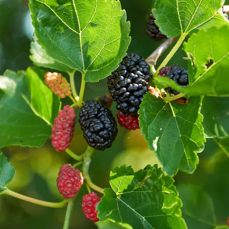 Illinois Everbearing Mulberry Tree, 4-8 Inch Hardy Mulberry Tree Live Plant, Sweet Berry Mulberries Fruit Tree Bush Plants for Planting Home Garden, Well Rooted