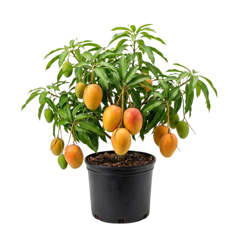 Mango Trees Live Plants, Glenn Mango Tree, 3 Gallon, 2-3 Feet Tall, Tropical Fruit Tree for Outdoor Garden, No Ship to CA