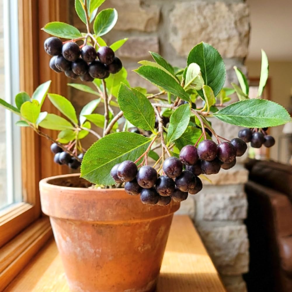 Black Chokeberry Plant Live, Sweet Chokeberry Fruit Plant, 4-6 Inch Tall