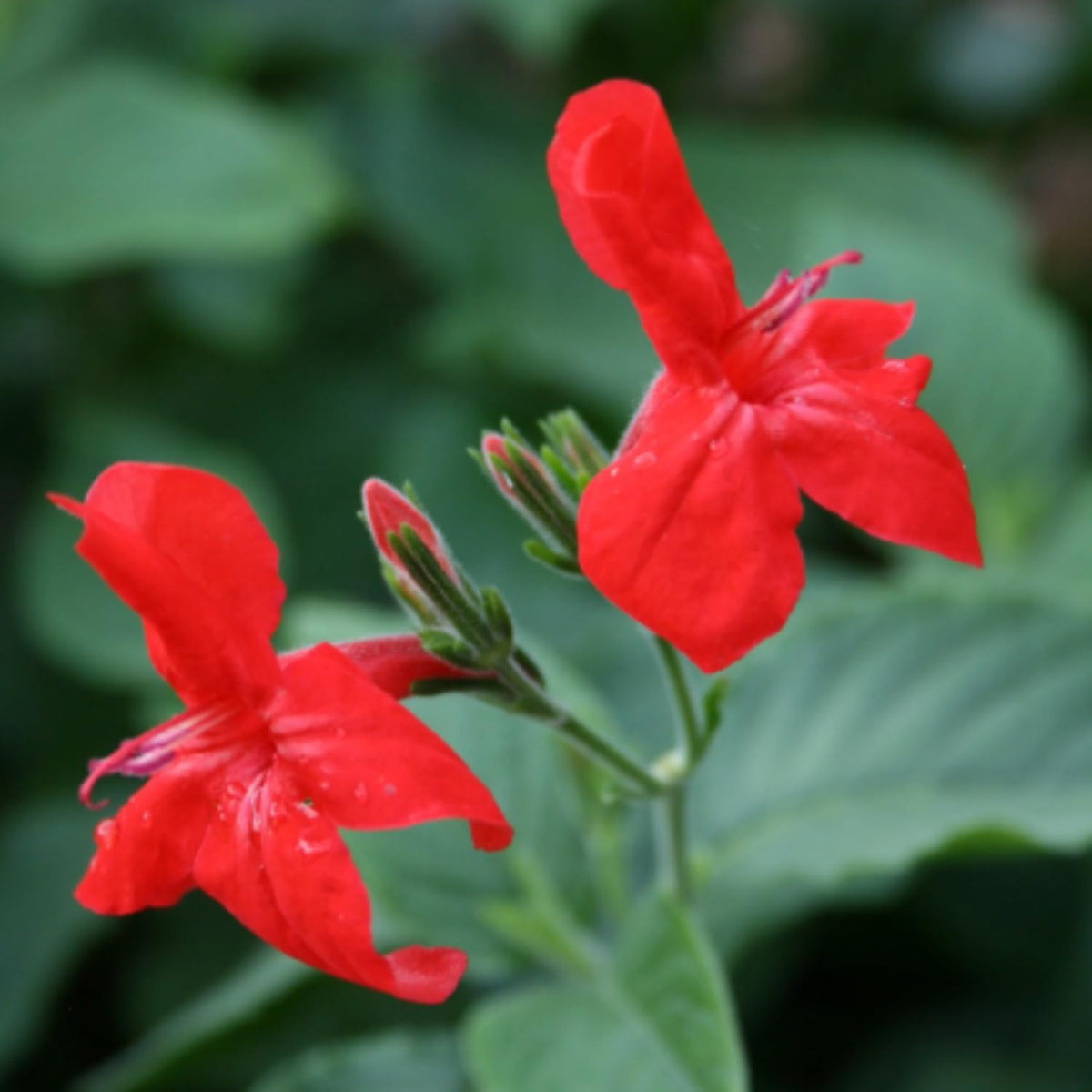 6 Mexican Petunia Live Plants, Vibrant, Low-Maintenance Perennial Flowers, 4-7 Inches, Garden or Containers Growing (Red)