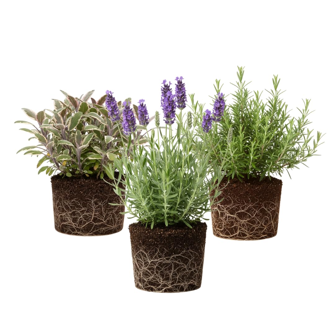 Set of 3 Assorted Herb Plants Live, Well Rooted Herbs Plant 4-7'' Tall, Including Rosemary, Lemon Balm and Additional Varieties, Herb for Culinary and Outdoor Planting
