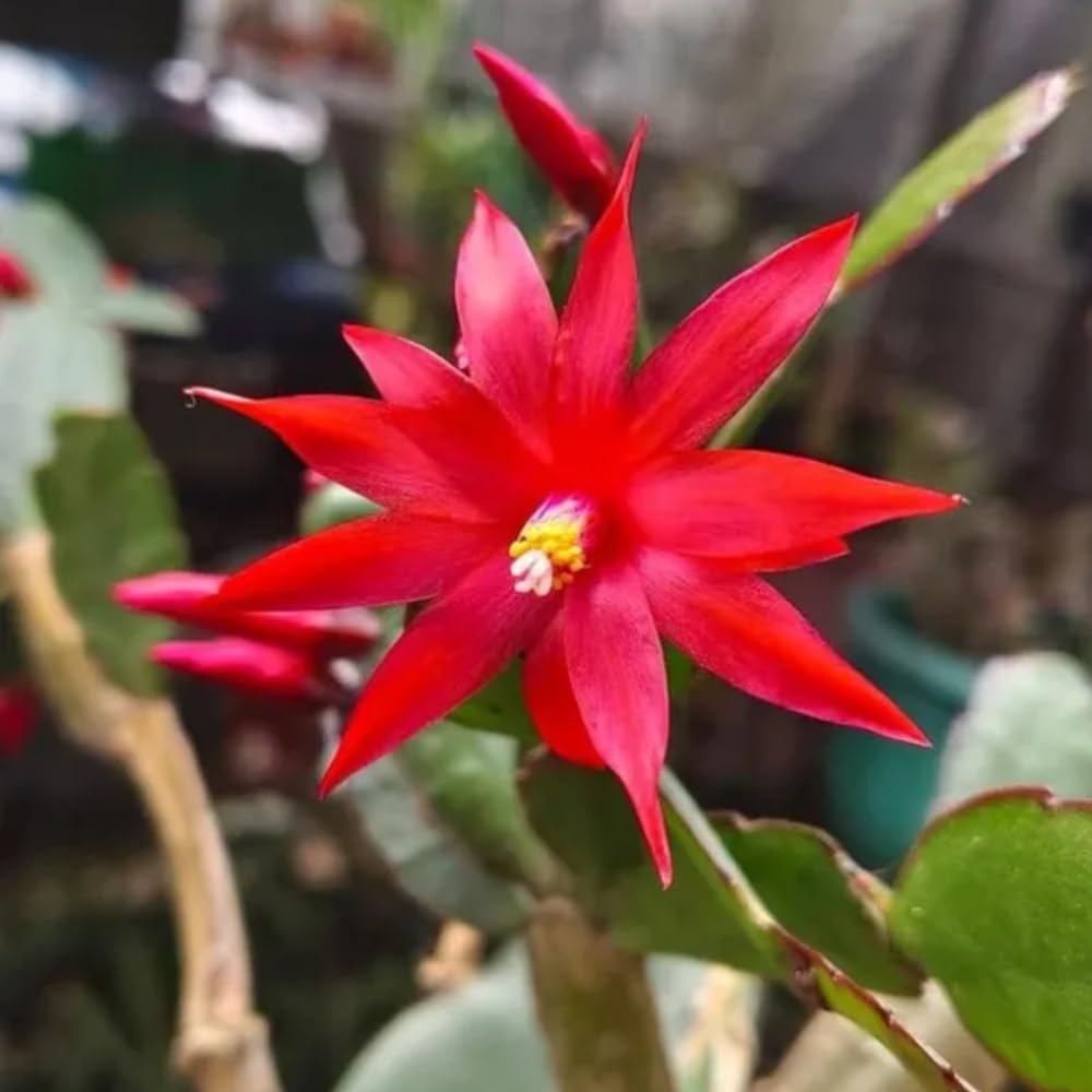 Red Easter Cactus Live Plants, Spring Cactus 4-6 Inch, Houseplant Indoor Planting