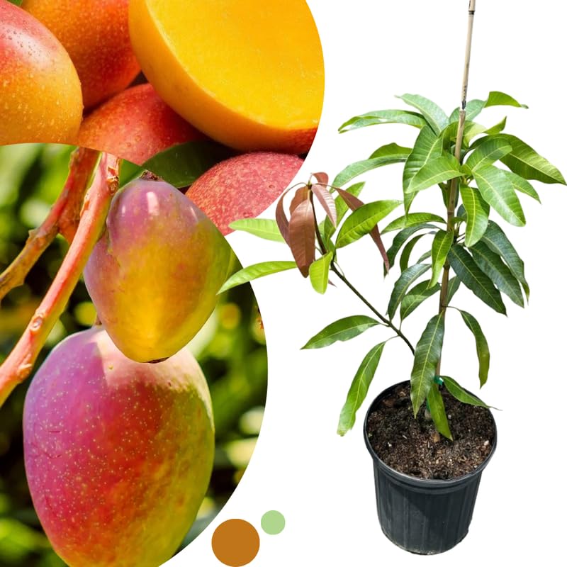 Kent Mango Tree Live Plant for Planting, Grafted Mango Plant in 3 Gallon Pot, Fast Growing Tropical Fruit Tree Seedlings