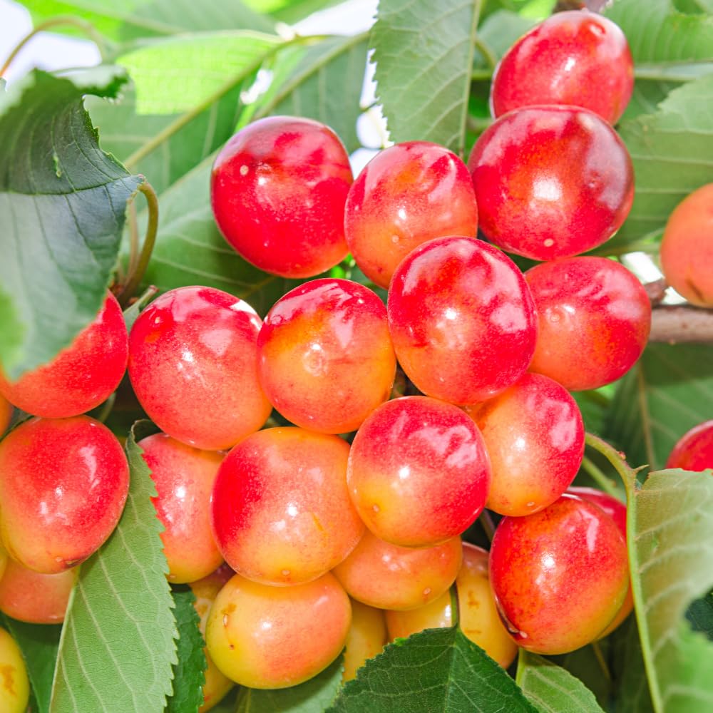 Cherry Trees Live Plants, Cold Hardy and Sweet Cherry Tree in 3 Gallon Pot, 2 to 3 Feet Tall, Cherries Fruit Plant for Outdoor Garden, No Ship to CA (Rainier)