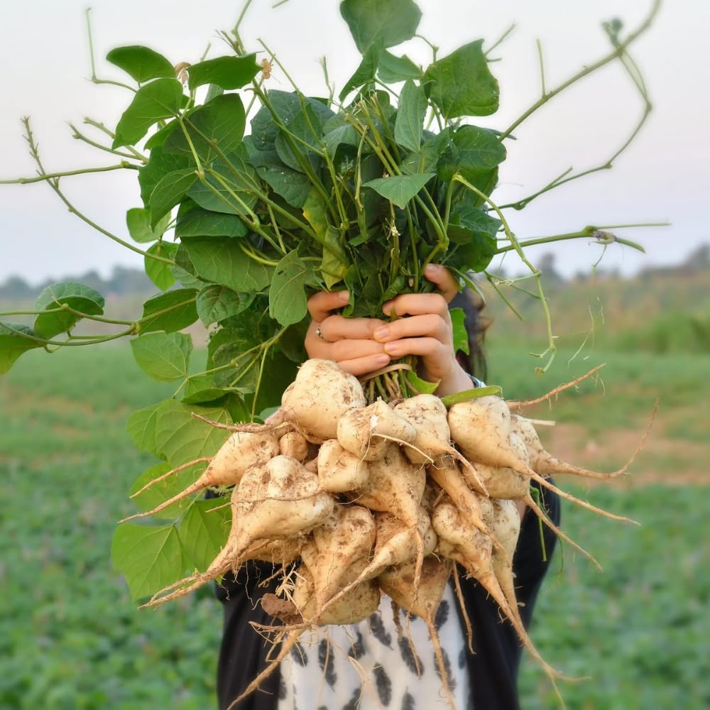 100 Jicama Seeds for Planting Outdoor, Easy Growing Mexican Yam Bean, Tasty Root Vegetable for Your Garden