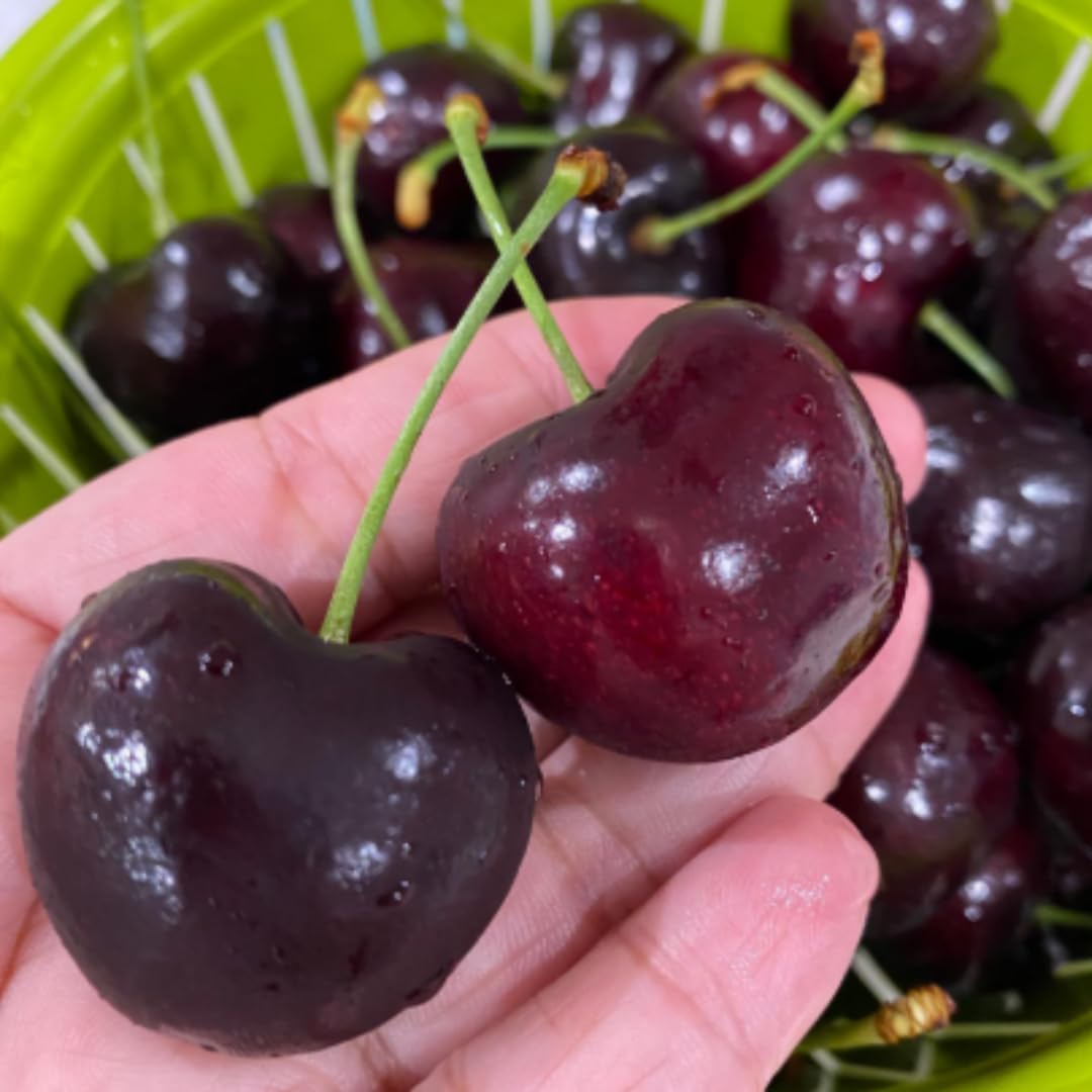 Cherry Tree Live Plant 3–4 Feet Tall in 3 Gallon Pot, Sweet Cherries Fruit Tree for Outdoor Growing, Cold Hardy Garden Tree, Ready to Plant, No CA (Dark Red Cherry)
