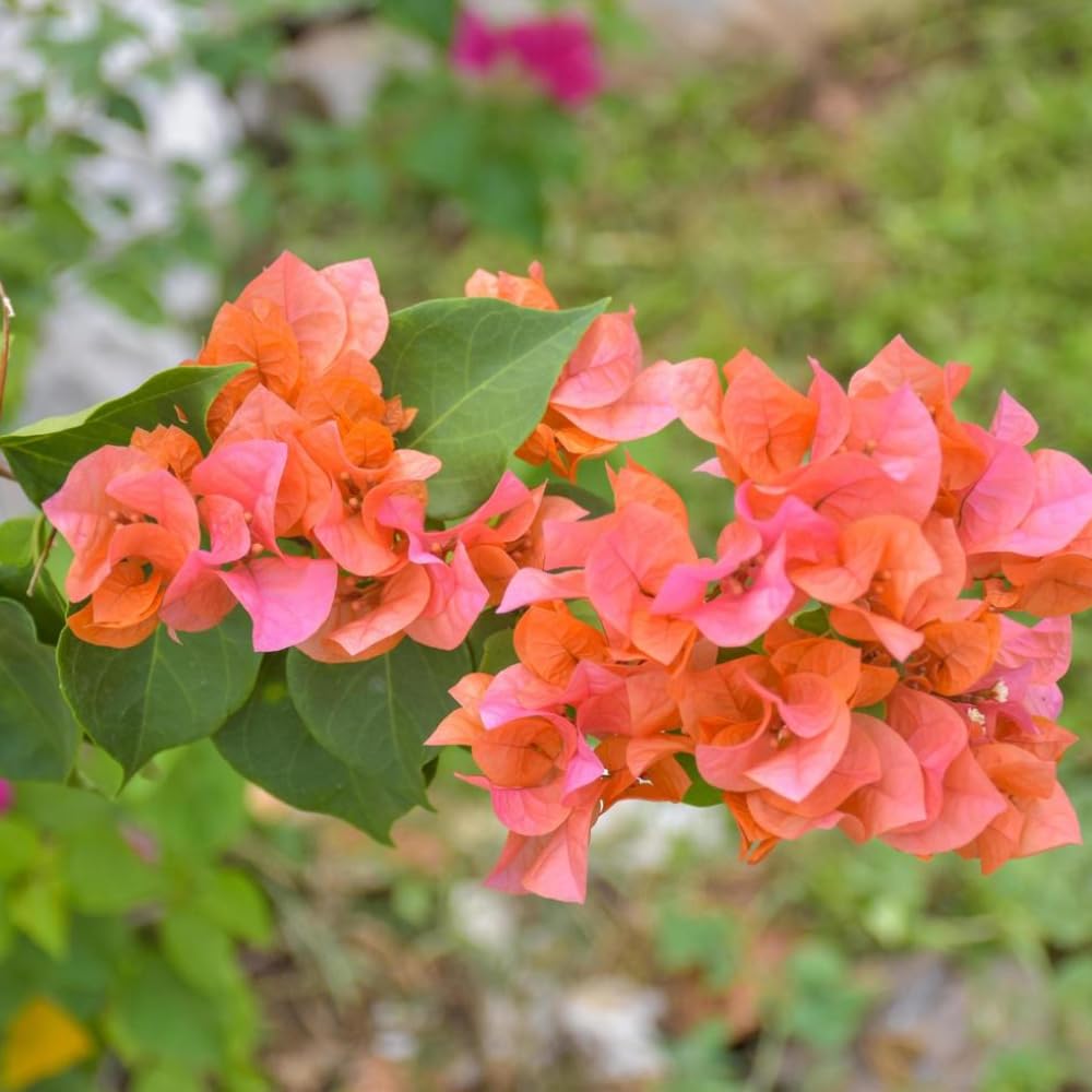 2 Bougainvillea Plants Live, Bougainvillea Flower Vine Plant, Indoor Outdoor Garden 4-7 Inches (Bright Orange)